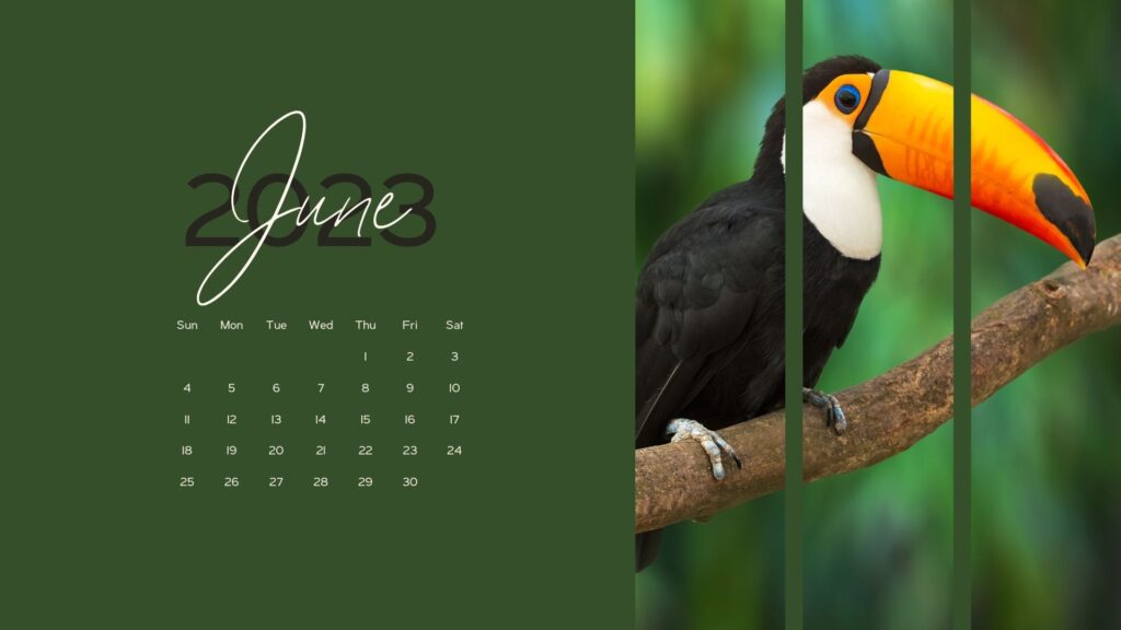 cute toucan on the branch June 2023 background