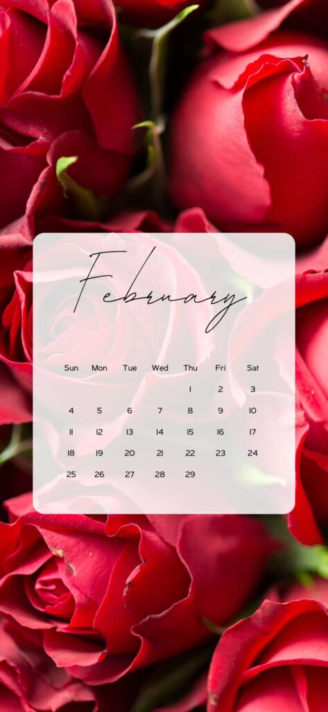 february calendar 2024 wallpaper red roses
